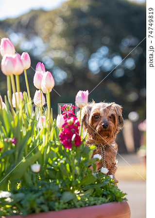 MIX犬と鉢に植えられたアイスチューリップ 74749819