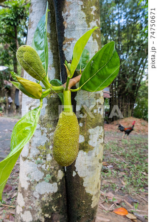 jackfruit tree int farm after raining jackfruit tree int farm after raining 74750671