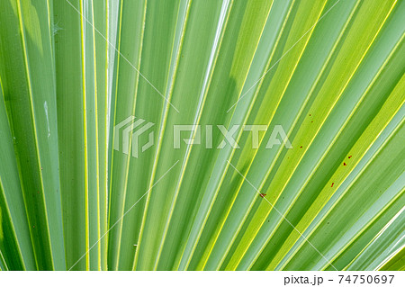 Close up of palm leaf texture pattern background Close up of palm leaf texture pattern background 74750697