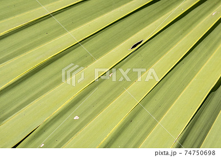 Close up of palm leaf texture pattern background Close up of palm leaf texture pattern background 74750698