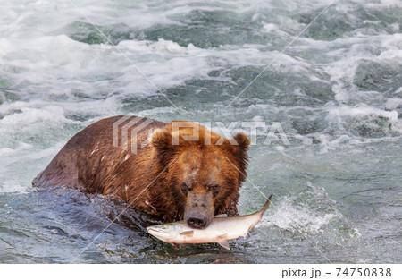 Bear on Alaska 74750838