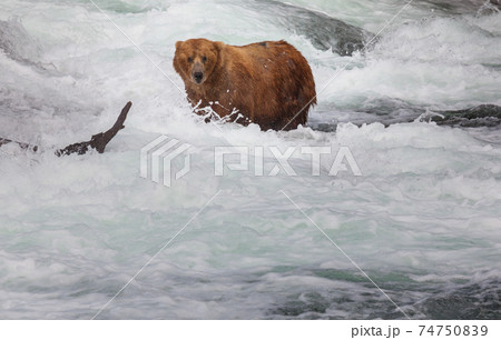 Bear on Alaska Bear on Alaska 74750839