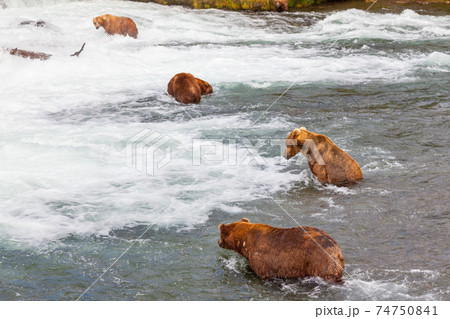 Bear on Alaska Bear on Alaska 74750841