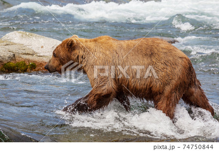 Bear on Alaska Bear on Alaska 74750844