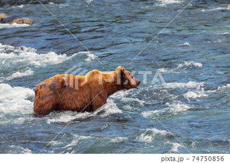 Bear on Alaska Bear on Alaska 74750856