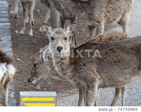 冬毛の奈良公園の鹿の写真素材 [74750969] - PIXTA