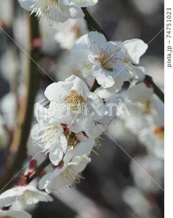 本場、大宰府の梅 74751023