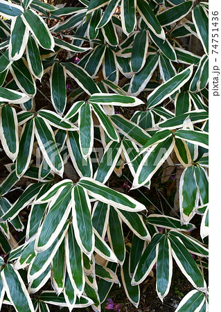 冬の嚶鳴庵 74751436