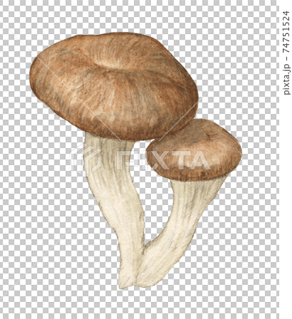 杏鮑菇蘑菇水彩鉛筆劃 74751524