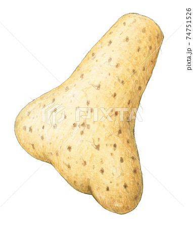 やまといも 手描き 水彩色えんぴつ画 やまといも 手描き 水彩色えんぴつ画 74751526