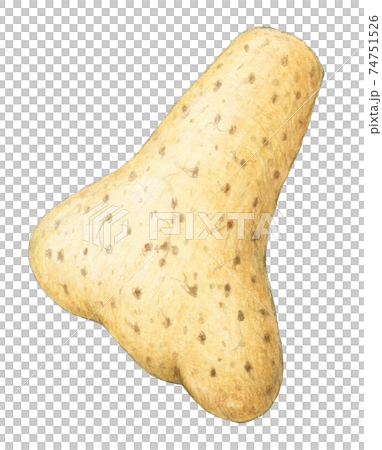 やまといも 手描き 水彩色えんぴつ画 やまといも 手描き 水彩色えんぴつ画 74751526