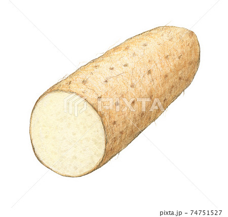 ながいも半分カット 水彩色えんぴつ画 ながいも半分カット 水彩色えんぴつ画 74751527