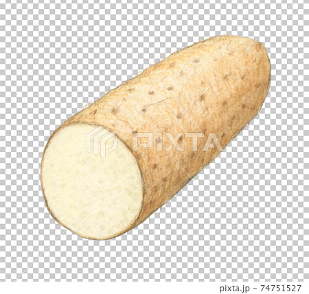 ながいも半分カット 水彩色えんぴつ画 ながいも半分カット 水彩色えんぴつ画 74751527