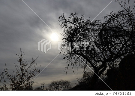 曇り空とくすんだ太陽を背景とした木の黒いシルエットの写真素材