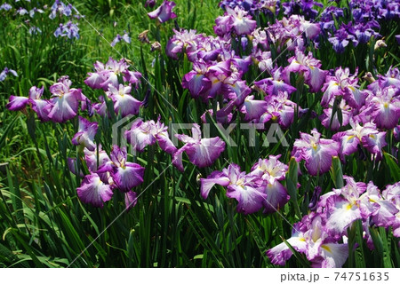 紫色の縁取りの花菖蒲 74751635