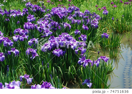 薄紫色の花菖蒲 74751636