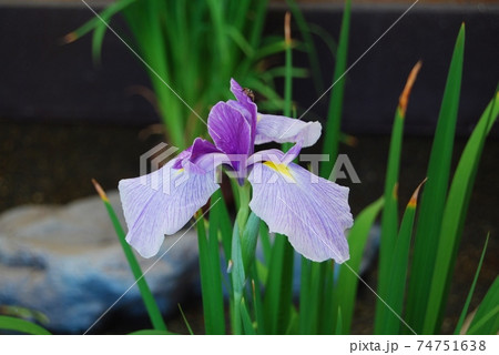 薄紫色の花菖蒲 74751638