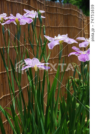 薄紫色の花菖蒲 74751639