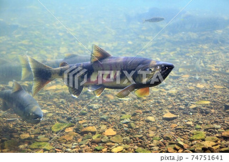 千歳川のサケ(北海道千歳市・千歳水族館) 千歳川のサケ(北海道千歳市・千歳水族館) 74751641