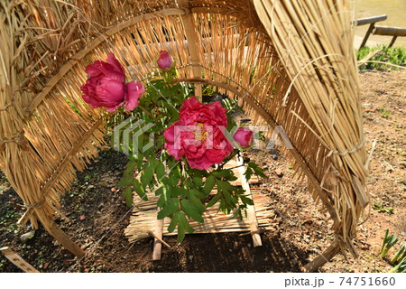 赤いフユボタン 74751660