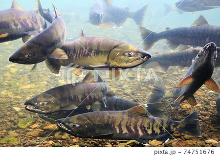 千歳川のサケ（北海道千歳市・千歳水族館） 74751676