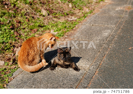 親離れしても皆で仲良く一緒にご飯を食べる野良猫の子猫達 74751786