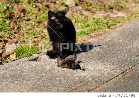 親離れしても皆で仲良く一緒にご飯を食べる野良猫の子猫達の写真素材