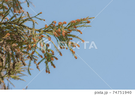 スギの雄花 花粉症の季節 青空の背景 e-1 かすみ スギの雄花 花粉症の季節 青空の背景 e-1 かすみ 74751940