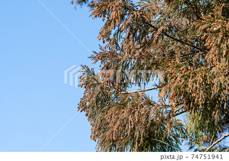 スギの雄花 花粉症の季節 青空の背景　f-1 74751941
