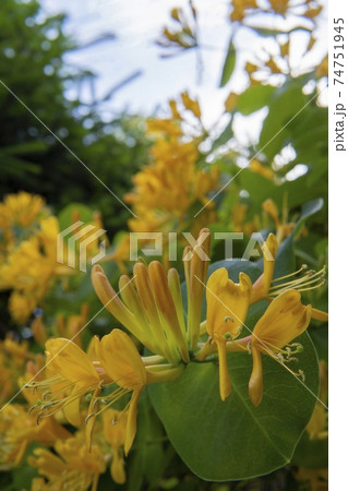 ロニセラの花と蕾 スイカズラ科 の写真素材