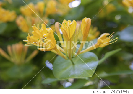 ロニセラの花と蕾をアップ（スイカズラ科） 74751947