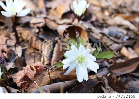 キクザキイチゲ（菊咲一華）咲き始め 74752159