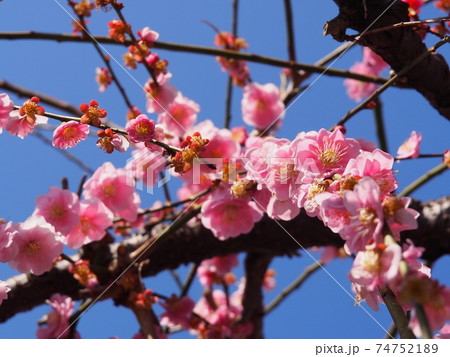 梅の花 74752189