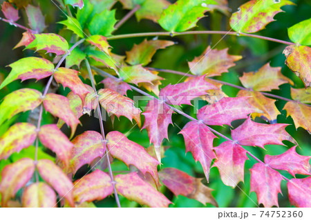柊南天の紅葉。 柊南天の紅葉。 74752360