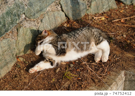 親離れ近いポカポカ陽気の朝、家族水入らずの時間を過ごす野良猫の子猫 親離れ近いポカポカ陽気の朝、家族水入らずの時間を過ごす野良猫の子猫 74752412