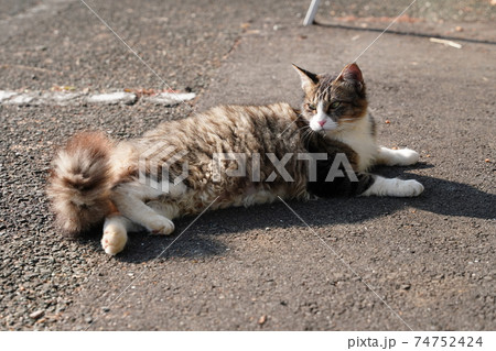親離れ近いポカポカ陽気の朝、家族水入らずの時間を過ごす野良猫の子猫 親離れ近いポカポカ陽気の朝、家族水入らずの時間を過ごす野良猫の子猫 74752424