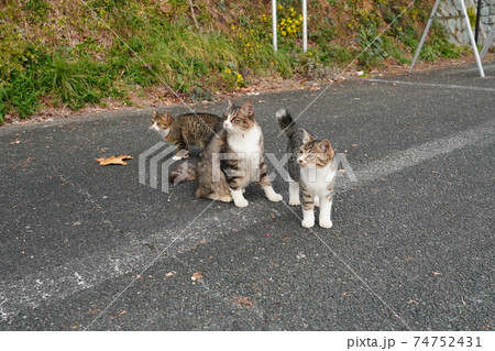親離れ近いポカポカ陽気の朝、家族水入らずの時間を過ごす野良猫の子猫 親離れ近いポカポカ陽気の朝、家族水入らずの時間を過ごす野良猫の子猫 74752431