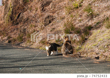 親離れ近いポカポカ陽気の朝、家族水入らずの時間を過ごす野良猫の子猫 親離れ近いポカポカ陽気の朝、家族水入らずの時間を過ごす野良猫の子猫 74752433