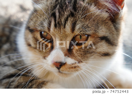 親離れ近いポカポカ陽気の朝、家族水入らずの時間を過ごす野良猫の子猫 74752443