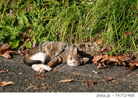 親離れ近いポカポカ陽気の朝、家族水入らずの時間を過ごす野良猫の子猫 親離れ近いポカポカ陽気の朝、家族水入らずの時間を過ごす野良猫の子猫 74752466