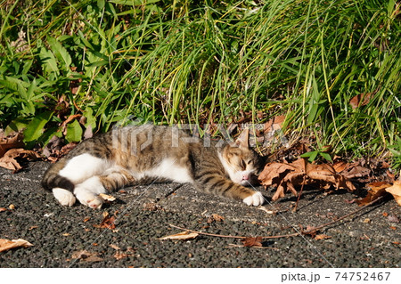 親離れ近いポカポカ陽気の朝、家族水入らずの時間を過ごす野良猫の子猫 親離れ近いポカポカ陽気の朝、家族水入らずの時間を過ごす野良猫の子猫 74752467
