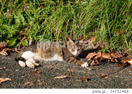 親離れ近いポカポカ陽気の朝、家族水入らずの時間を過ごす野良猫の子猫 親離れ近いポカポカ陽気の朝、家族水入らずの時間を過ごす野良猫の子猫 74752468