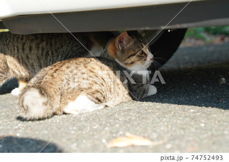 親離れ近いポカポカ陽気の朝、家族水入らずの時間を過ごす野良猫の子猫 親離れ近いポカポカ陽気の朝、家族水入らずの時間を過ごす野良猫の子猫 74752493