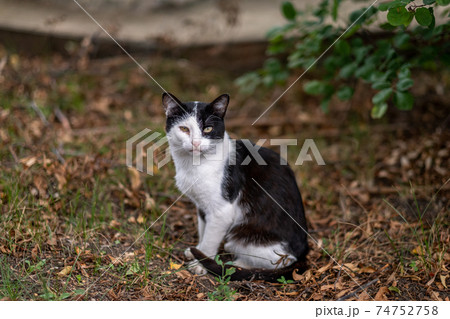 A spotted cat with black and white spots sits in the garden. Portrait of a pet. A spotted cat with black and white spots sits in the garden. Portrait of a pet. 74752758