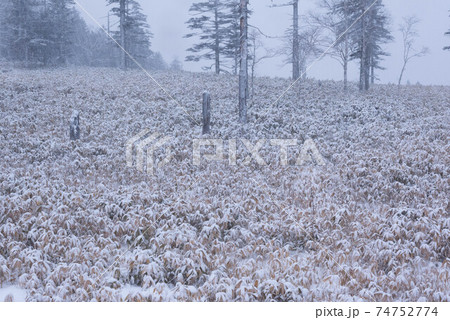 雪持ちの笹 雪持ちの笹 74752774