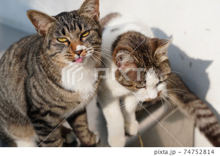 オス猫だけど大きくなっても母猫と一緒に暮らす野良猫のキジトラ白の息子 74752814
