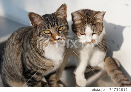 オス猫だけど大きくなっても母猫と一緒に暮らす野良猫のキジトラ白の息子 74752815
