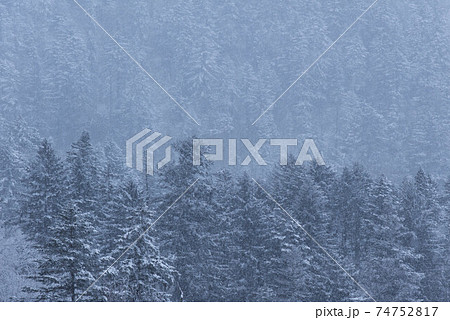 降雪中の阿寒の森 降雪中の阿寒の森 74752817