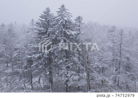 降雪中の阿寒の森 降雪中の阿寒の森 74752979