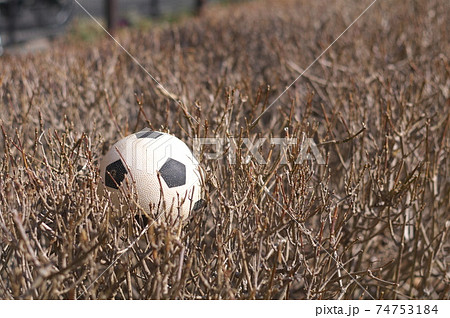 枯れた茂みの上に落ちたおもちゃのサッカーボールの写真素材